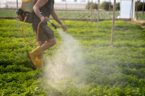 Best Ant Control Services  in Bonham, TX