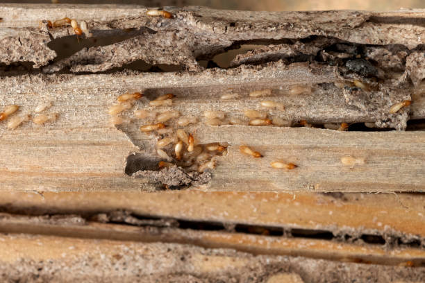 Reliable Bonham, TX Pest Control Solutions