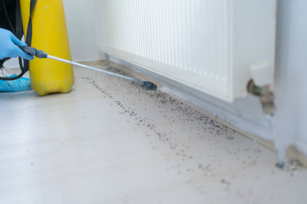 Best Local Pest Control Services  in Bonham, TX